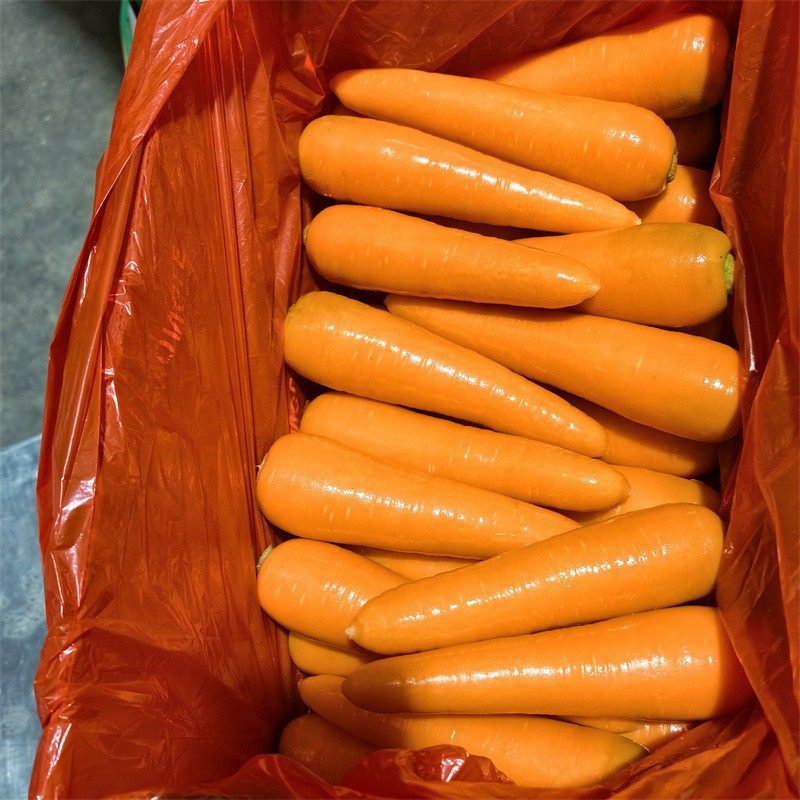 Size L 10kgs Carton Box Fresh Carrot high quality